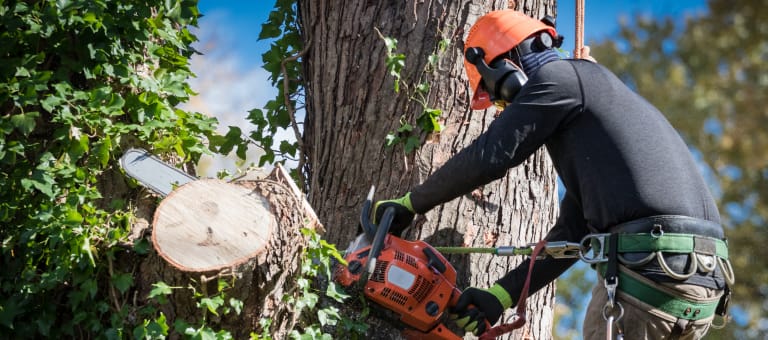Tree Trimming Adelaide