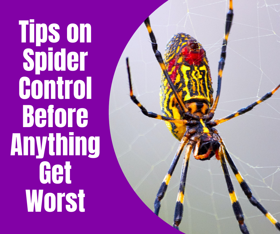 spider-control-tips